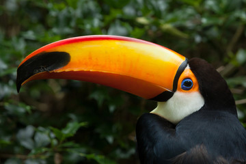 Toco toucan (Ramphastos toco) © Vladimir Wrangel