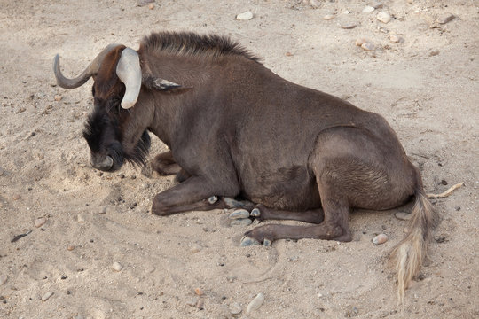 Black wildebeest (Connochaetes gnou)