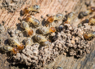 Termite