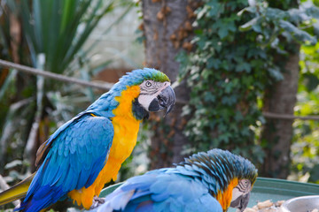 Macaws parrots couple.
