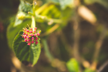 closeup of colorful flower