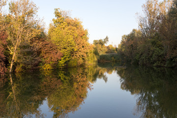 trees in nature with reflection in water