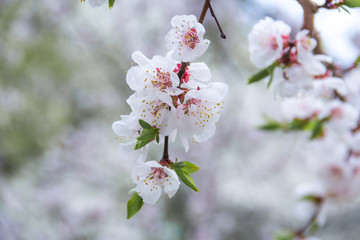 spring flowers  apricot on branches  apricot