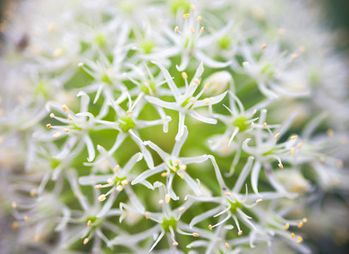 Blooming White Ornamental Onion (Allium)