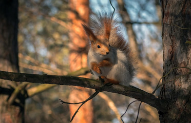 squirrel on a pine tree. wild animals. endangered species. - obrazy, fototapety, plakaty