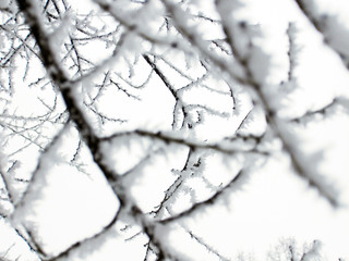 Fototapeta na wymiar photo branches of trees in the snow