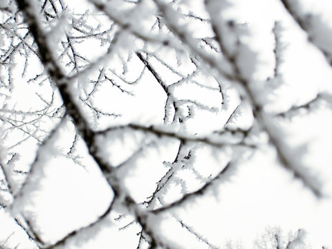 photo branches of trees in the snow