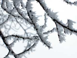 winter landscape small tree branches photo