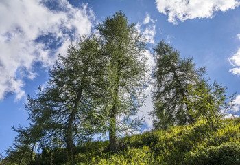 Trees in harmony. Tranquil scene.