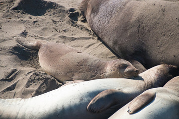 Elephant seals laying on the beach sunbathing in USA