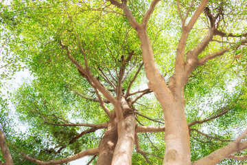 trees forest, nature green wood sunlight backgrounds.