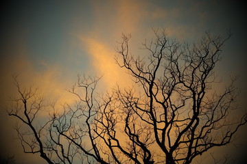 Fototapeta premium 冬の夕焼け空