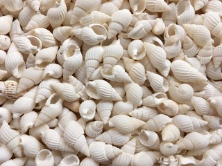 White seashells background. Many sea shells on the beach summer vacation concept.