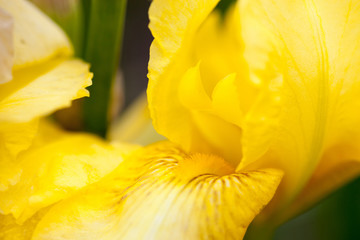 Yellow iris flower