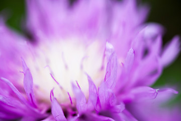 Close up of the blooming whitewash cornflower