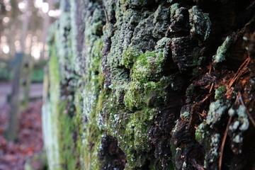 Moss on Tree Stump