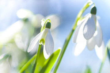 Schneeglöckchen (Galanthus sp.) im Frühling, Frühlingserwachen, März, Niedersachsen,...