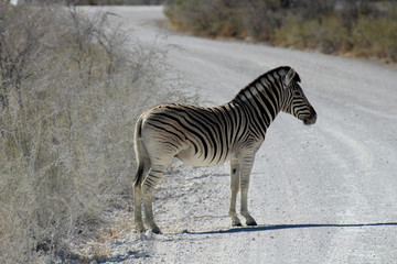 Fototapeta na wymiar Zebra auf Strasse im Etosha Nationalpark
