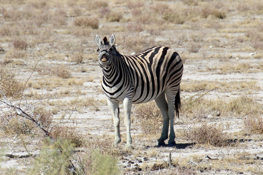 Zebra wiehert im Etosha-Nationalpark