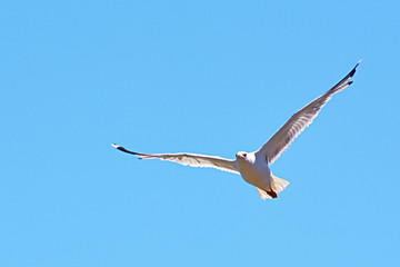 White seagull flying on blue sky