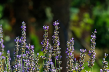 Obraz premium Lavender