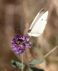 white butterfly on a blue flower