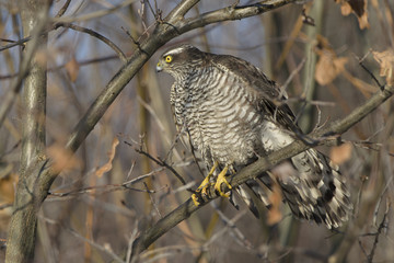 Sparrowhawk Accipiter nisus looking at its prey