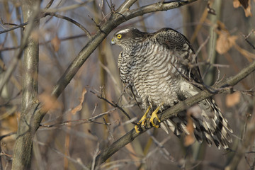 Sparrowhawk Accipiter nisus looking at its prey