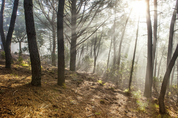 Forest scenery with rays of warm light at sunrise, Hurdes, Spain