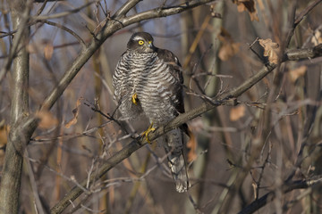 Sparrowhawk Accipiter nisus - porrtrait of perching bird
