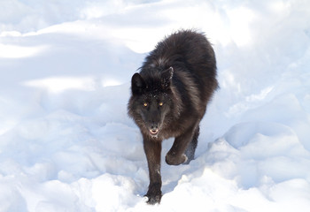 Naklejka premium Black wolf (Canis lupus) walking in the winter snow 