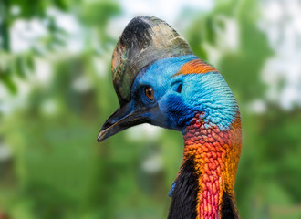 Cassowary