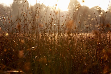 Thick stems of grass in golden sunlight in Richmond Park, London