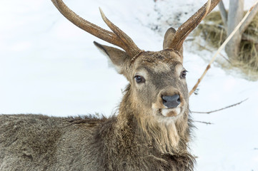 The muzzle of the deer up close.