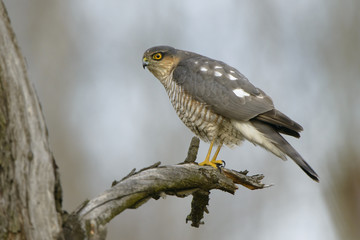 Sparrowhawk Accipiter nisus looking at its prey