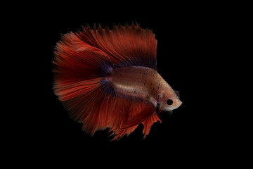 Fototapeta premium Red Betta Fish