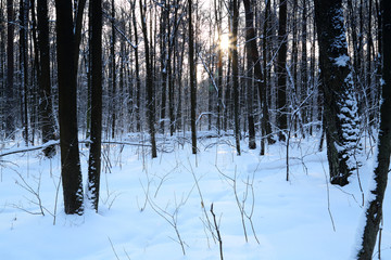 Fototapeta premium winter forest