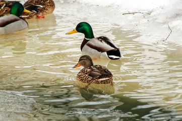 Mallard Duck.