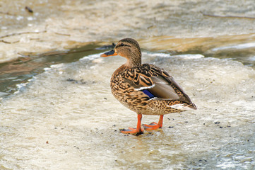 Mallard Duck.