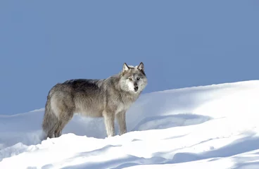 Crédence de cuisine en verre imprimé Loup A timber wolf or Black wolf walking in the winter snow in Canada 