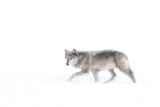 Fototapeta A lone Timber wolf or Black wolf with silver coloured coat walking in the winter snow in Canada 