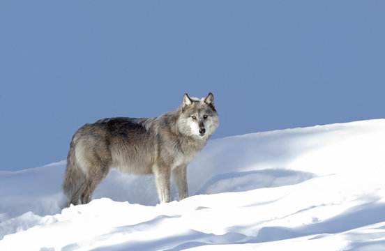 Fototapeta A timber wolf or Black wolf walking in the winter snow in Canada 