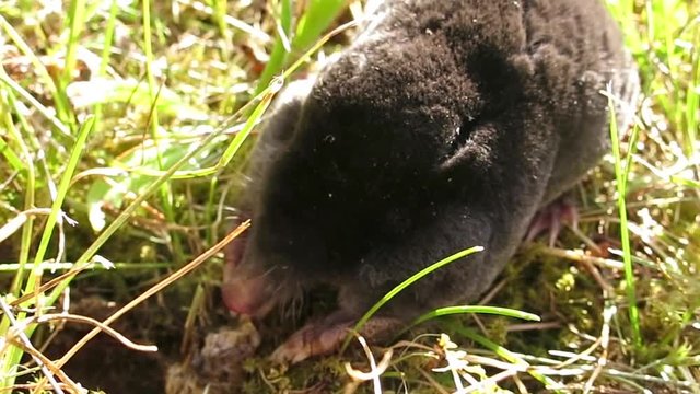 Close up of mole eating larva
