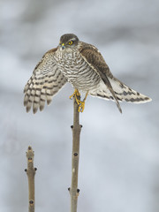 Wild Sparrowhawk Accipiter nisus young bird sitting with spread wings on the top of ashtree, winter natural background 