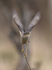 Sparrowhawk Accipiter nisus with spread wings