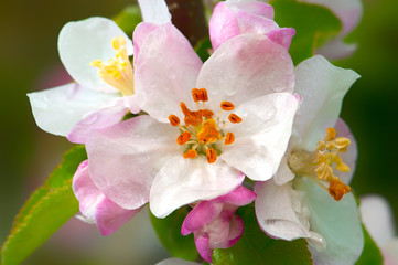 Blooming tree in spring - 137664594