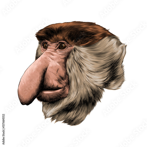 "nosed monkey sketch vector color drawing" Stock image and royaltyfree