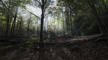 Bosque otoñal