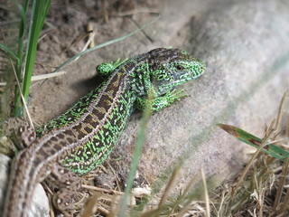 Sand lizard green close up