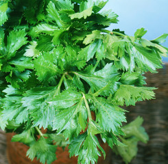 Fresh Celery Leaves
